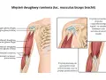 Anatomia mięśnia dwugłowego ramienia (biceps). Ilustracja pokazuje jego budowę, ścięgna i przyczepy.