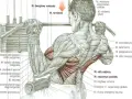 Anatomia mięśni podczas ściągania drążka do klatki. Widoczne mięśnie ramion, pleców i klatki piersiowej.