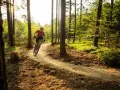 Rowerzysta na ścieżce w lesie, słońce przebija się przez drzewa.
