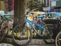 Kilka rowerów, w tym niebieski Mongoose, stoi przy drzewie. Czy to kross czy Romet?