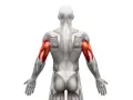 Triceps: Jak rozciągać, by zwiększyć siłę i uniknąć kontuzji?