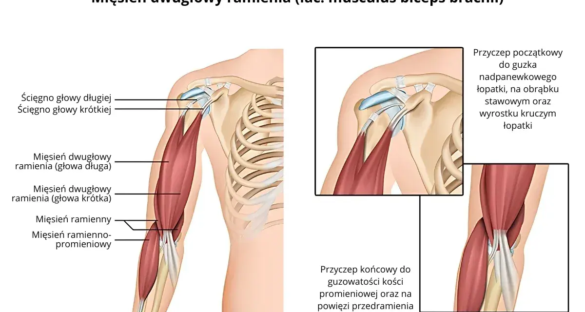 Anatomia mięśnia dwugłowego ramienia (biceps). Ilustracja pokazuje jego budowę, ścięgna i przyczepy.