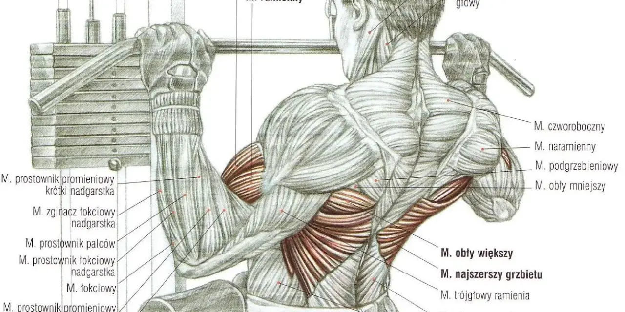 Anatomia mięśni podczas ściągania drążka do klatki. Widoczne mięśnie ramion, pleców i klatki piersiowej.