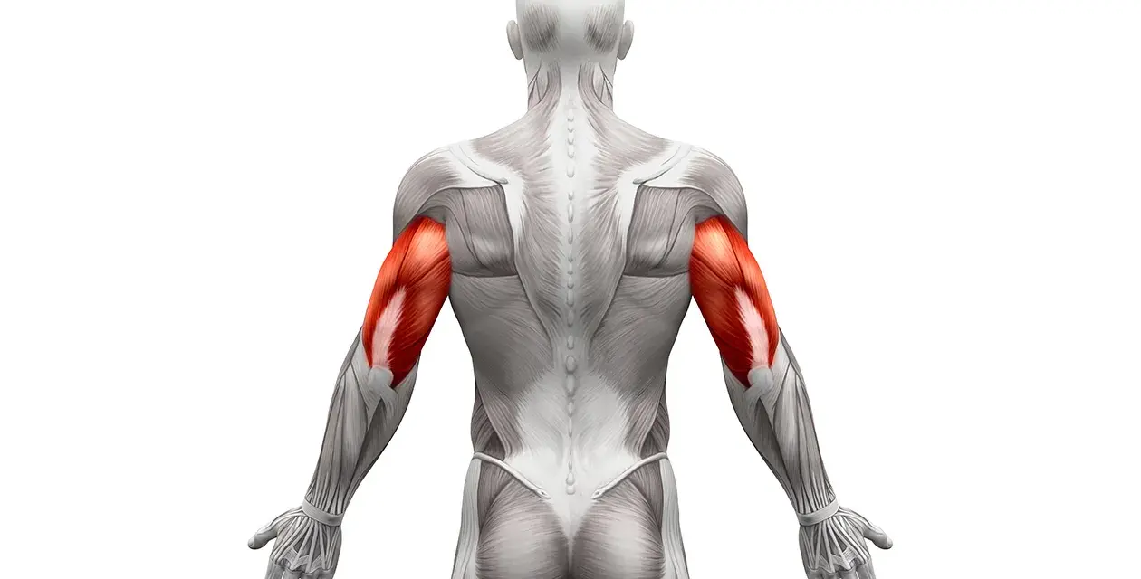 Triceps: Jak rozciągać, by zwiększyć siłę i uniknąć kontuzji?