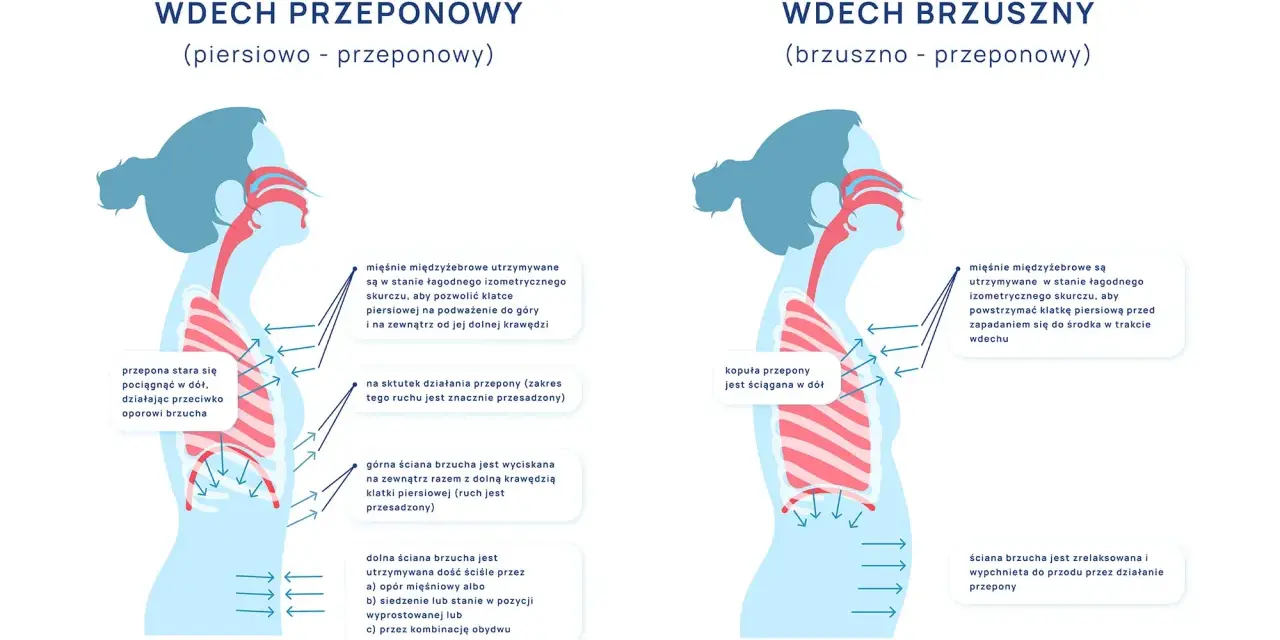 Ilustracja pokazuje dwa typy wdechu: przeponowy i brzuszny. W obu przypadkach mięśnie międzyżebrowe stabilizują klatkę piersiową, a przepona pracuje.