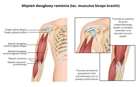 Anatomia mięśnia dwugłowego ramienia (biceps). Ilustracja pokazuje jego budowę, ścięgna i przyczepy.