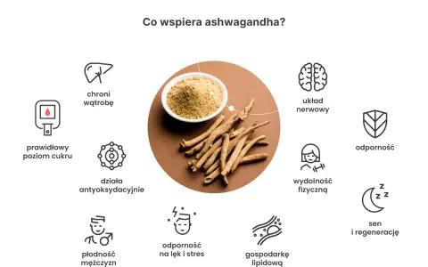 Ashwagandha wspiera układ nerwowy, odporność, płodność, sen i regenerację. Kiedy brać? Warto rozważyć dla poprawy samopoczucia.
