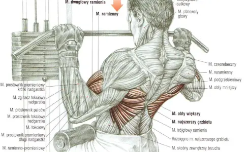 Anatomia mięśni podczas ściągania drążka do klatki. Widoczne mięśnie ramion, pleców i klatki piersiowej.