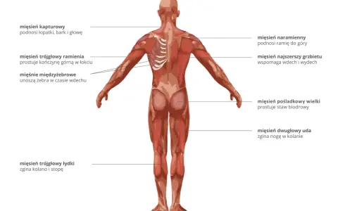 Anatomia człowieka z widoczną budową mięśnia szkieletowego. Pokazano mięśnie pleców, ramion, pośladków i nóg.