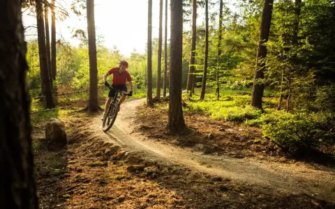 Rowerzysta na ścieżce w lesie, słońce przebija się przez drzewa.