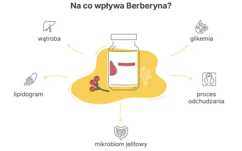 Berberyna wspiera proces odchudzania, reguluje glikemię, lipidogram, wątrobę i mikrobiom jelitowy.
