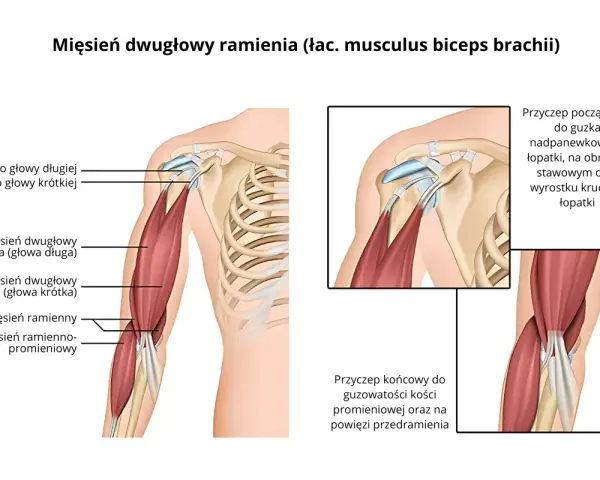 Anatomia mięśnia dwugłowego ramienia (biceps). Ilustracja pokazuje jego budowę, ścięgna i przyczepy.