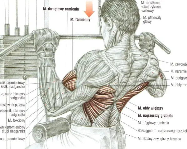 Anatomia mięśni podczas ściągania drążka do klatki. Widoczne mięśnie ramion, pleców i klatki piersiowej.