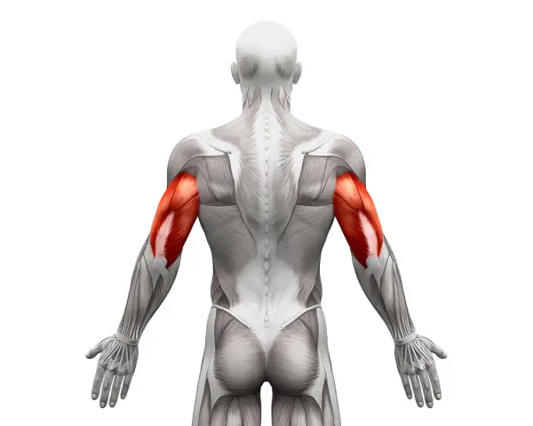 Triceps: Jak rozciągać, by zwiększyć siłę i uniknąć kontuzji?