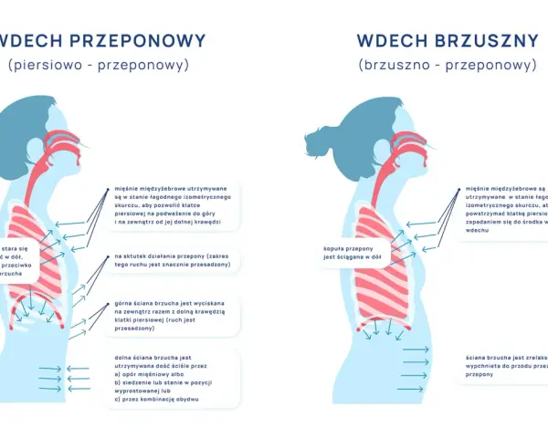 Ilustracja pokazuje dwa typy wdechu: przeponowy i brzuszny. W obu przypadkach mięśnie międzyżebrowe stabilizują klatkę piersiową, a przepona pracuje.