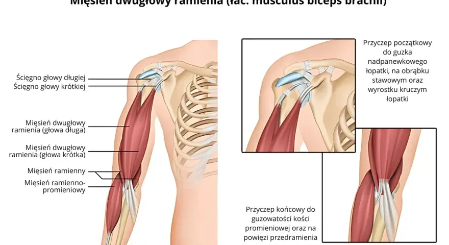 Anatomia mięśnia dwugłowego ramienia (biceps). Ilustracja pokazuje jego budowę, ścięgna i przyczepy.