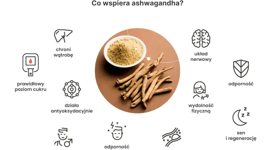 Ashwagandha wspiera układ nerwowy, odporność, płodność, sen i regenerację. Kiedy brać? Warto rozważyć dla poprawy samopoczucia.