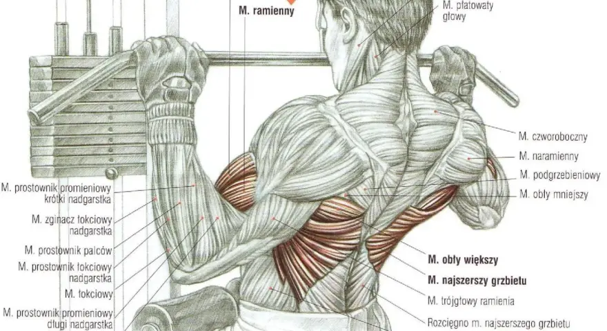 Anatomia mięśni podczas ściągania drążka do klatki. Widoczne mięśnie ramion, pleców i klatki piersiowej.