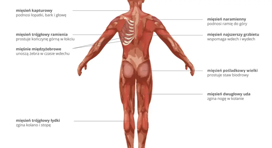 Anatomia człowieka z widoczną budową mięśnia szkieletowego. Pokazano mięśnie pleców, ramion, pośladków i nóg.
