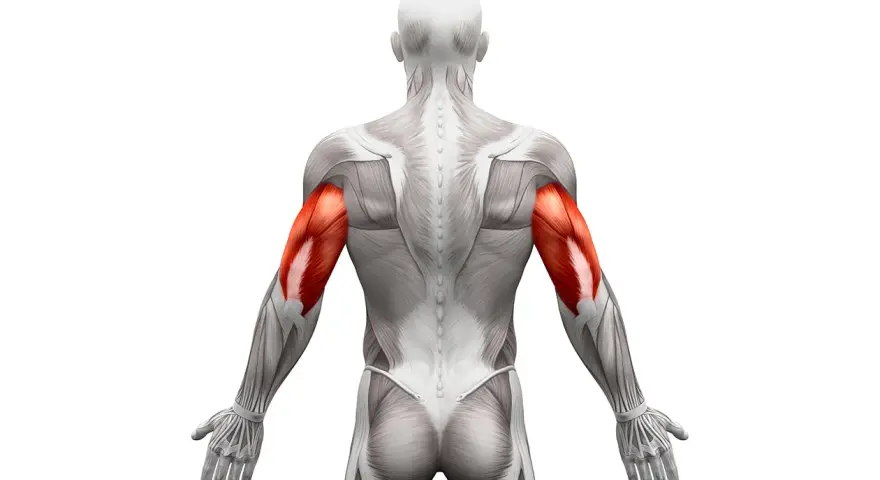 Triceps: Jak rozciągać, by zwiększyć siłę i uniknąć kontuzji?