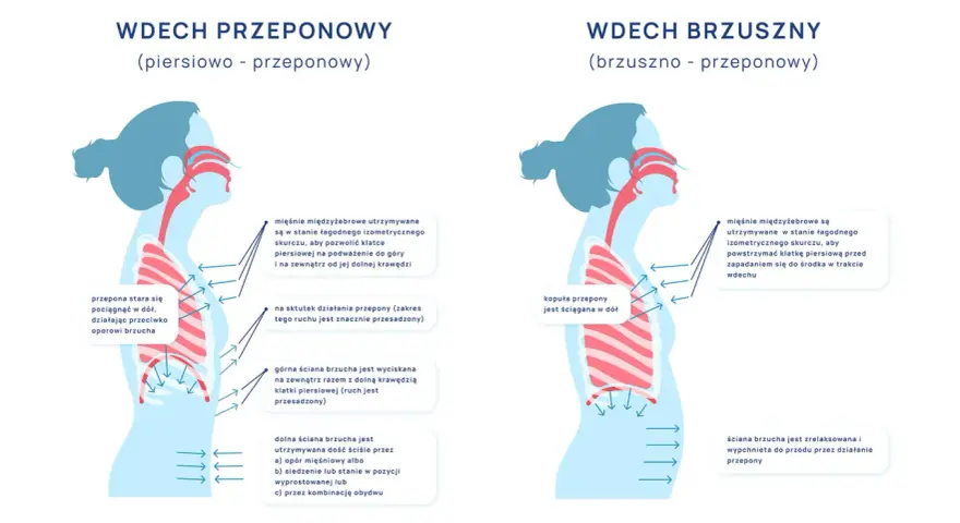 Ilustracja pokazuje dwa typy wdechu: przeponowy i brzuszny. W obu przypadkach mięśnie międzyżebrowe stabilizują klatkę piersiową, a przepona pracuje.