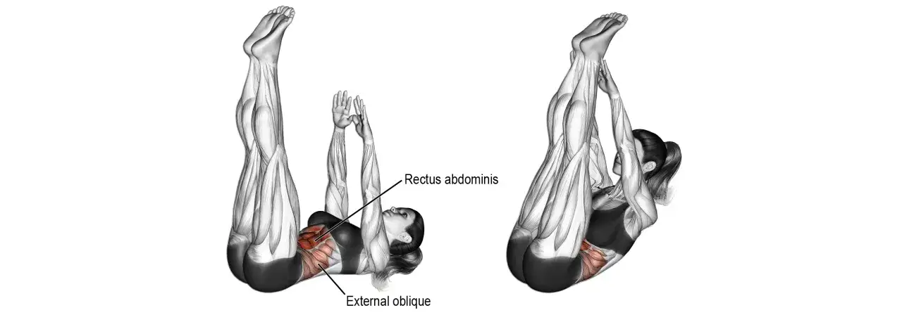 Anatomia mięśni brzucha, schemat