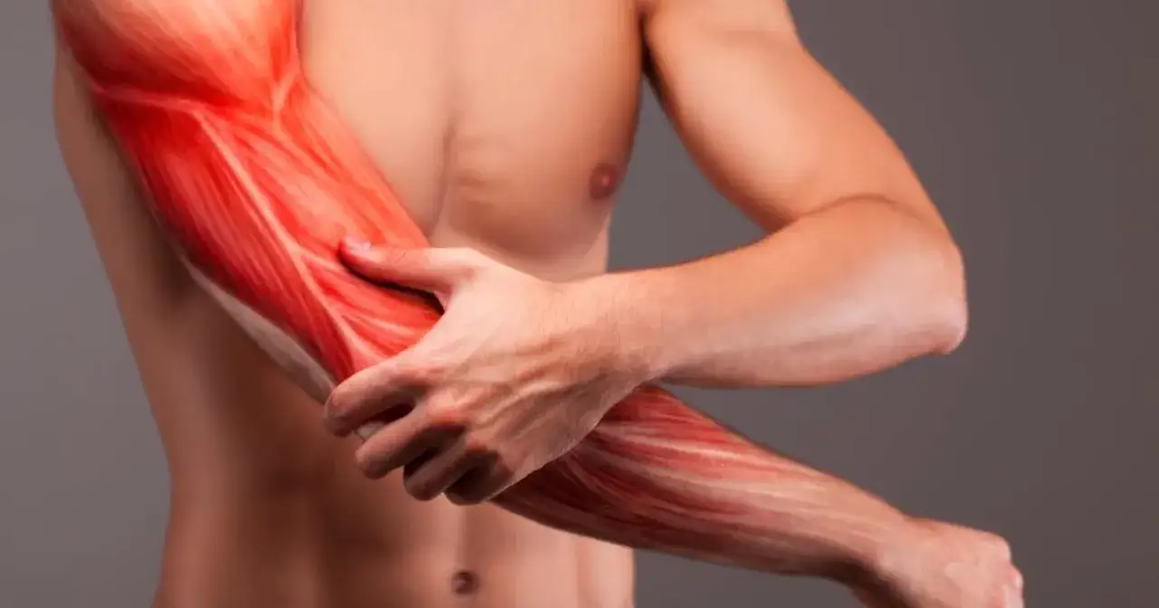 Anatomia mięśnia dwugłowego ramienia