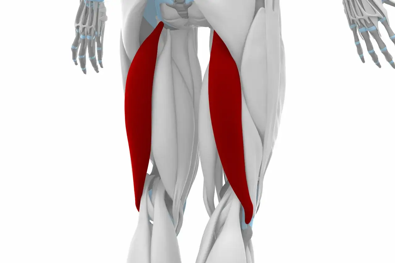 anatomia ud mięśnie